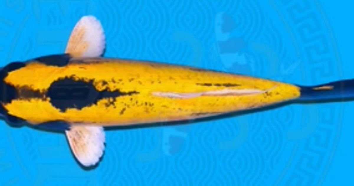 sumber foto Sedadu Koi.