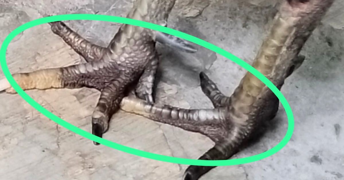 Keanehan Si Gogo! Ayam Peliharaan Abah Onlin Berkaki Beda Warna dan Menolak Disembelih