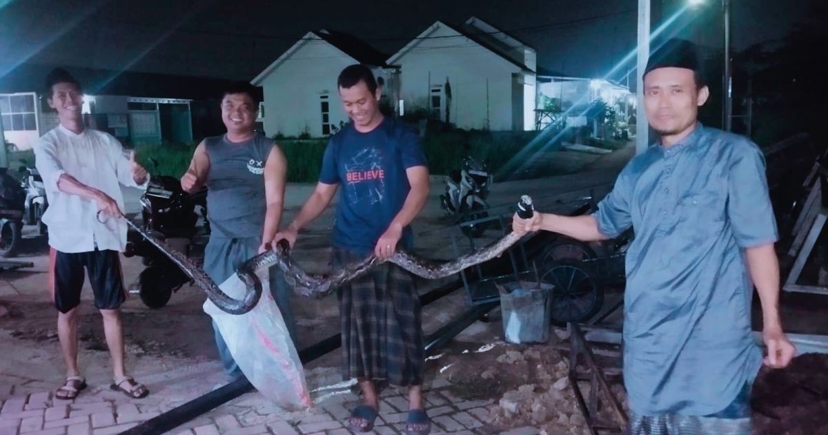 Warga Temukan Ular Sanca di Halaman masjid Darul Hadi Cileungsi.