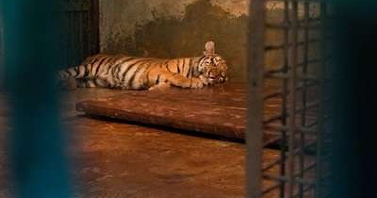 Dua Bayi Harimau Mati di Kebun Binatang Bandung, Terinfeksi Panleukopenia, Pemkot Lakukan Evaluasi Total