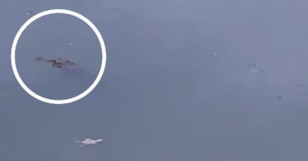 Penampakan Buaya di Sungai Cimandiri Simpenan.