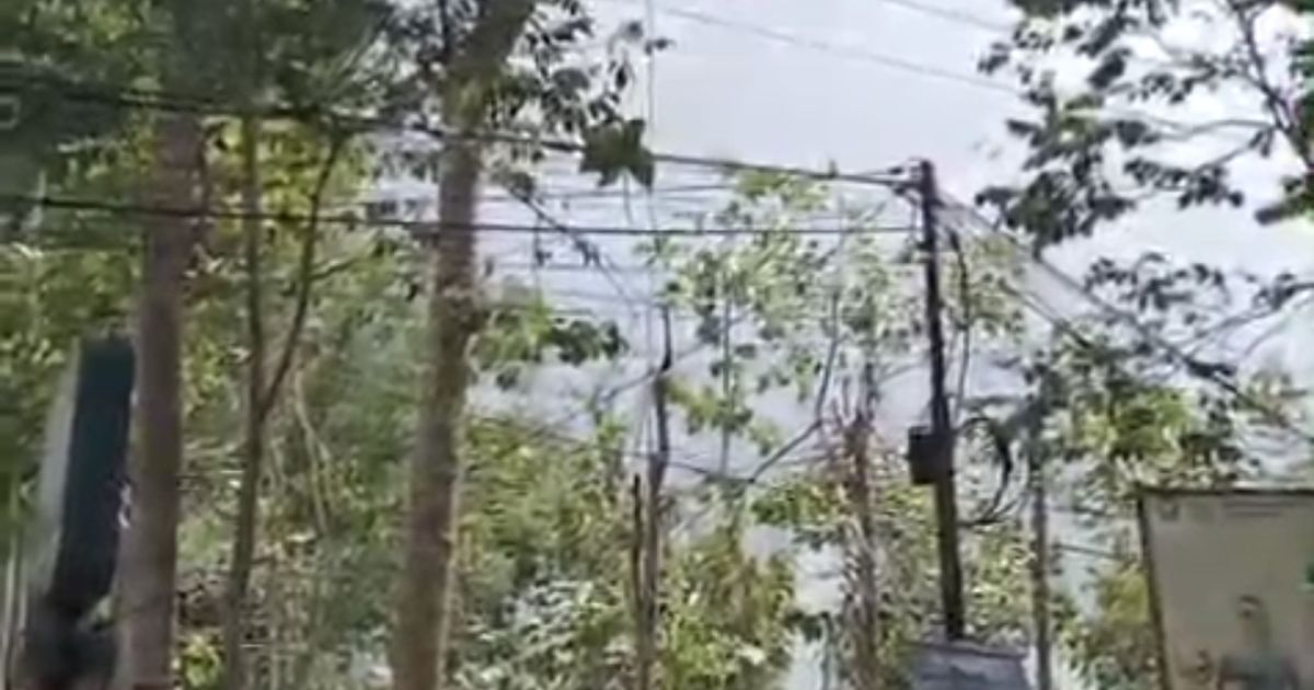 Pria di Garut Tewas Tersengat Listrik Saat Tebang Pohon, Ini Kronologinya
