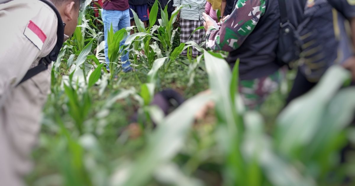 Penemuan Mayat Pria di Kebun Jagung Sukaraja Bogor, Diduga Korban Tindak Pidana
