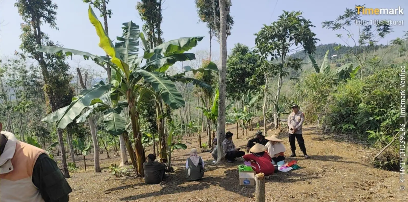 Camat Jampangkulon: Tanam Padi Gogo di Karanganyar, Langkah Unggul Menuju Swasembada Sukabumi Mubarokah